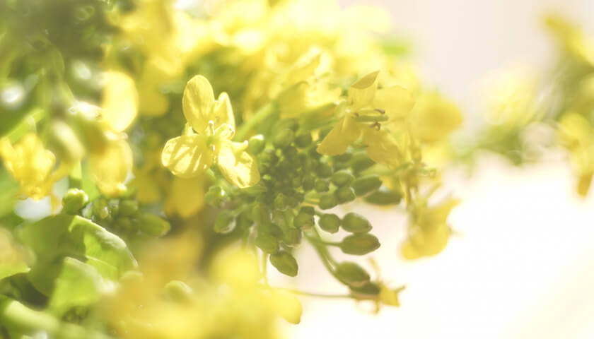 ξ�ӤΤ��ͤ��֤��ݥĥݥĤ��ġ�������µ��β�ǽ���Ϥ��롩